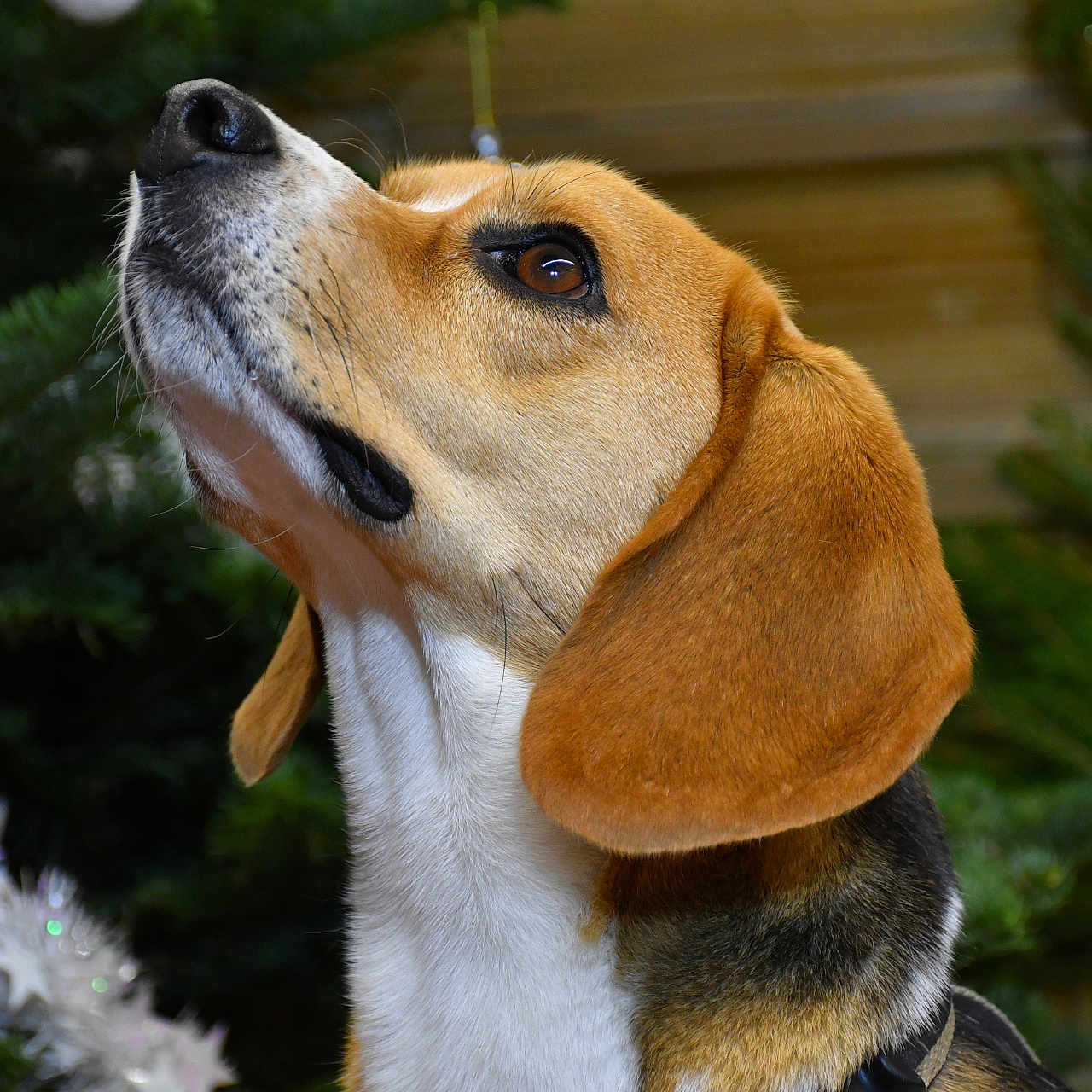 Réglisse a rejoint le concours — aidez-le/la à gagner de superbes lots ! animal, beagle, canine, conifer, dog, fir, hound, pet, plant, puppy, snout, tree