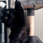 Moïra a rejoint le concours — aidez-le/la à gagner de superbes lots ! cat, black_cat, pet, indoor, cat_tree, climbing, feline, curious, whiskers, yellow_eyes, fluffy, paw, scratching_post, home, cute, animal, mammal, playful, fur, looking