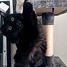 cat, black_cat, pet, indoor, cat_tree, climbing, feline, curious, whiskers, yellow_eyes, fluffy, paw, scratching_post, home, cute, animal, mammal, playful, fur, looking