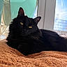black_cat, cat, pet, indoor, window, sunlight, blanket, fur, relaxed, animal, mammal, whiskers, ears, golden_eyes, resting, cozy, home, soft_texture, daylight, feline