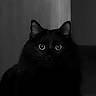 Moïra participe au concours pour gagner de l'argent avec cette photo : cat, black_cat, animal, pet, feline, eyes, dark, portrait, indoor, mystery, fur, whiskers, cute, looking, closeup, shadow, black_background, alert, sitting, night