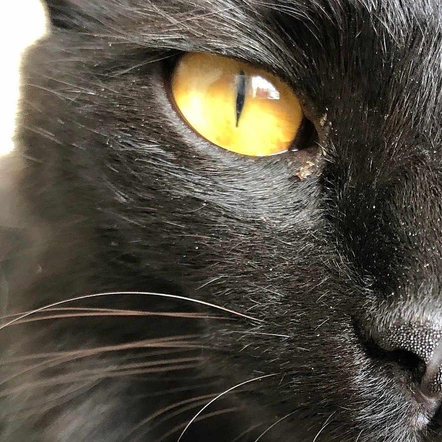 Moïra