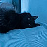 Moïra a rejoint le concours — aidez-le/la à gagner de superbes lots ! black_cat, cat, pet, bed, striped_bedspread, furniture, indoor, animal, fur, whiskers, ears, wide_eyes, relaxed, fluffy, lying_down, blue_light, texture, wall, cozy, quiet