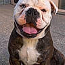 Victor participe au concours pour gagner de l'argent avec cette photo : bulldog, dog, smiling, tongue_out, pet, animal, happy, sitting, outdoor, paved_surface, building, door, canine, mammal, portrait, friendly, companion, cute, domestic_animal, face
