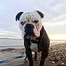 Victor participe au concours pour gagner de l'argent avec cette photo : bulldog, dog, beach, water, pebbles, sunset, horizon, sky, clouds, leash, sand, outdoor, animal, pet, portrait, muzzle, black_and_white, curious, close_up, nature