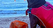 Victor a rejoint le concours — aidez-le/la à gagner de superbes lots ! dog, beach, sand, ocean, water, life_jacket, toy, orange, blue_sky, people, swimming, waves, summer, pet, animal, outdoor, daytime, sea, canine, vacation