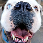 Victor participe au concours pour gagner de l'argent avec cette photo : dog, close_up, nose, tongue, teeth, happy, pet, animal, muzzle, blue_eye, brown_eye, black_spots, mouth_open, indoor, fur, canine, playful, whiskers, collar, friendly