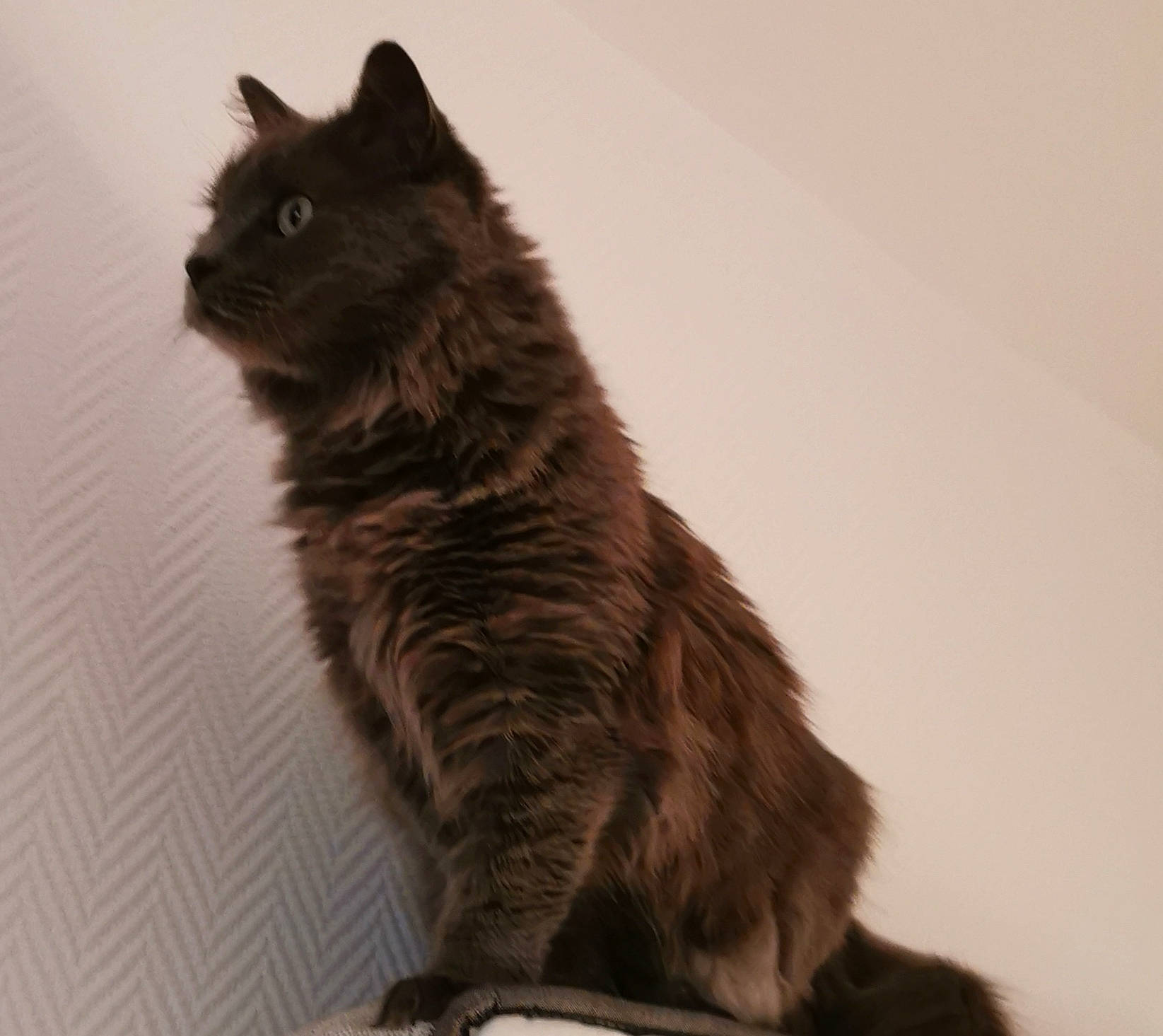 Jeffrey participe au concours pour gagner de l'argent avec cette photo : asian_semi_longhair, british_longhair, british_semi_longhair, carnivore, cat, cymric, domestic_long_haired_cat, domestic_short_haired_cat, felidae, fur, maine_coon, mammal, nebelung, norwegian_forest_cat, ragamuffin, siberian, small_to_medium_sized_cats, tail, vertebrate, whiskers