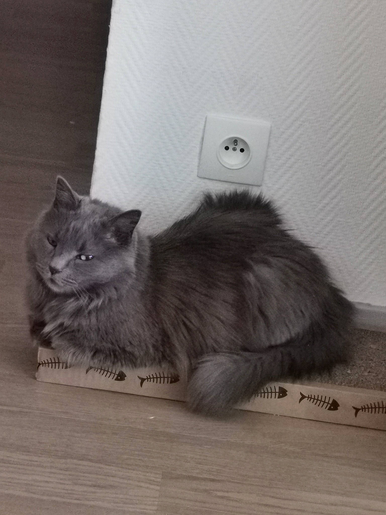 Jeffrey a rejoint le concours — aidez-le/la à gagner de superbes lots ! asian_semi_longhair, british_longhair, british_semi_longhair, carnivore, cat, domestic_long_haired_cat, domestic_short_haired_cat, felidae, fur, kitten, maine_coon, mammal, nebelung, norwegian_forest_cat, persian, ragamuffin, siberian, small_to_medium_sized_cats, whiskers, wood