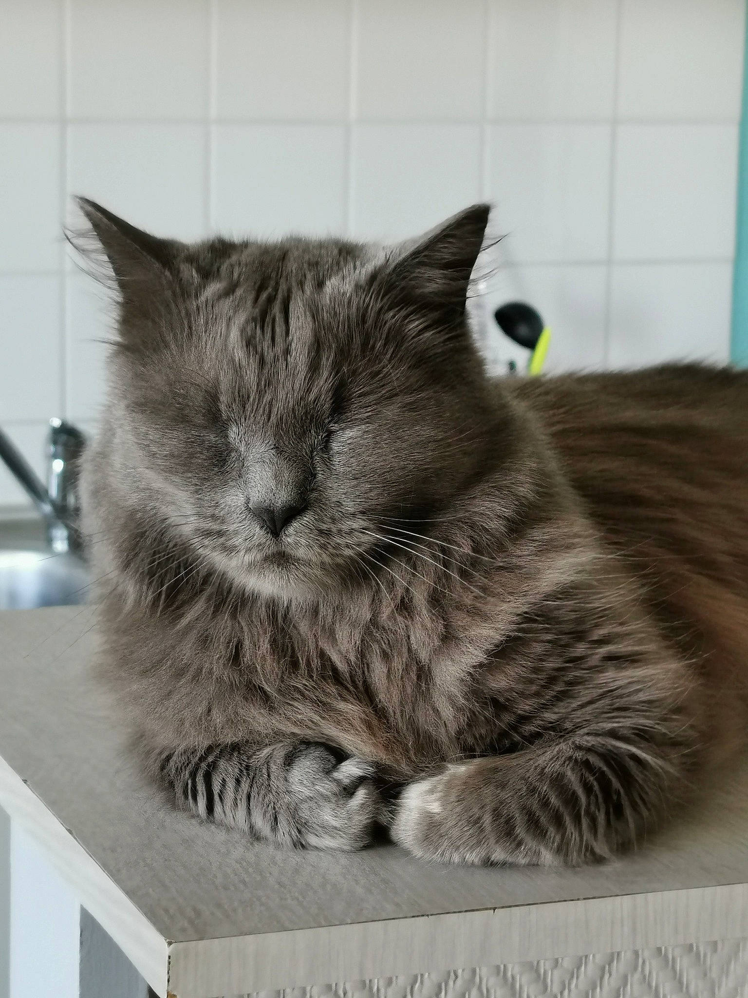 Jeffrey a rejoint le concours — aidez-le/la à gagner de superbes lots ! asian, box, british_semi_longhair, carnivore, cat, domestic_short_haired_cat, european_shorthair, felidae, fur, kitten, maine_coon, nebelung, norwegian_forest_cat, ragamuffin, small_to_medium_sized_cats, snout, tabby_cat, whiskers