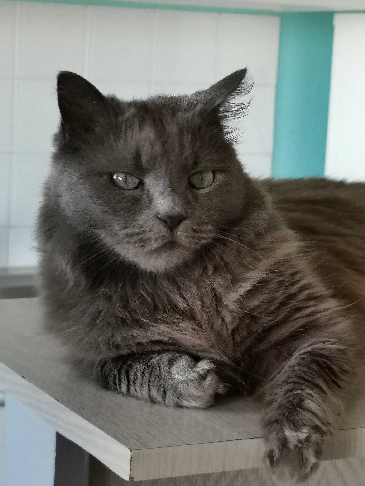 Jeffrey participe au concours pour gagner de l'argent avec cette photo : asian_semi_longhair, british_longhair, british_semi_longhair, carnivore, cat, domestic_long_haired_cat, domestic_short_haired_cat, european_shorthair, felidae, maine_coon, mammal, nebelung, norwegian_forest_cat, ragamuffin, siberian, small_to_medium_sized_cats, whiskers