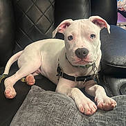 Malachi joined the competition — help win amazing prizes! puppy, dog, white_dog, blue_eyes, leather_couch, indoor, pet, animal, lying_down, paws, collar, harness, close_up, cute, young_dog, resting, furniture, household, domestic_animal, portrait
