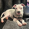 puppy, dog, white_dog, blue_eyes, leather_couch, indoor, pet, animal, lying_down, paws, collar, harness, close_up, cute, young_dog, resting, furniture, household, domestic_animal, portrait
