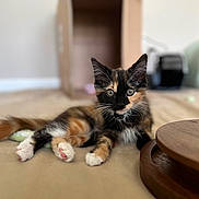 Toast joined the competition — help win amazing prizes! kitten, calico, cat, feline, pet, indoor, cardboard_box, curious, soft_focus, paws, whiskers, relaxed, playful, young, fur, animal, cozy, cute, eyes, floor