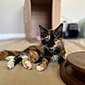 animal, calico, cardboard_box, cat, cozy, curious, cute, eyes, feline, floor, fur, indoor, kitten, paws, pet, playful, relaxed, soft_focus, whiskers, young