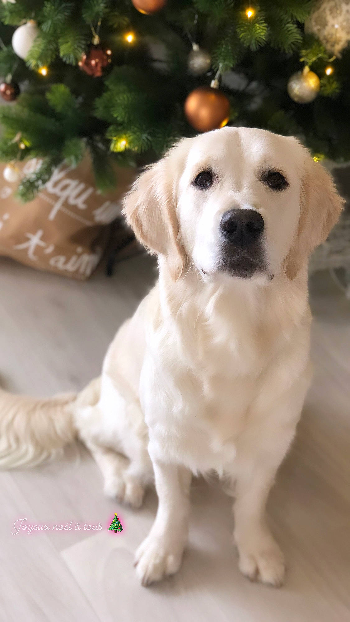 Una participe au concours pour gagner de l'argent avec cette photo : ancient_dog_breeds, canidae, carnivore, companion_dog, conifer, dog, dog_breed, event, fawn, fur, holiday, labrador_retriever, plant, snout, sporting_group, terrestrial_animal, tree, whiskers, wood, working_animal