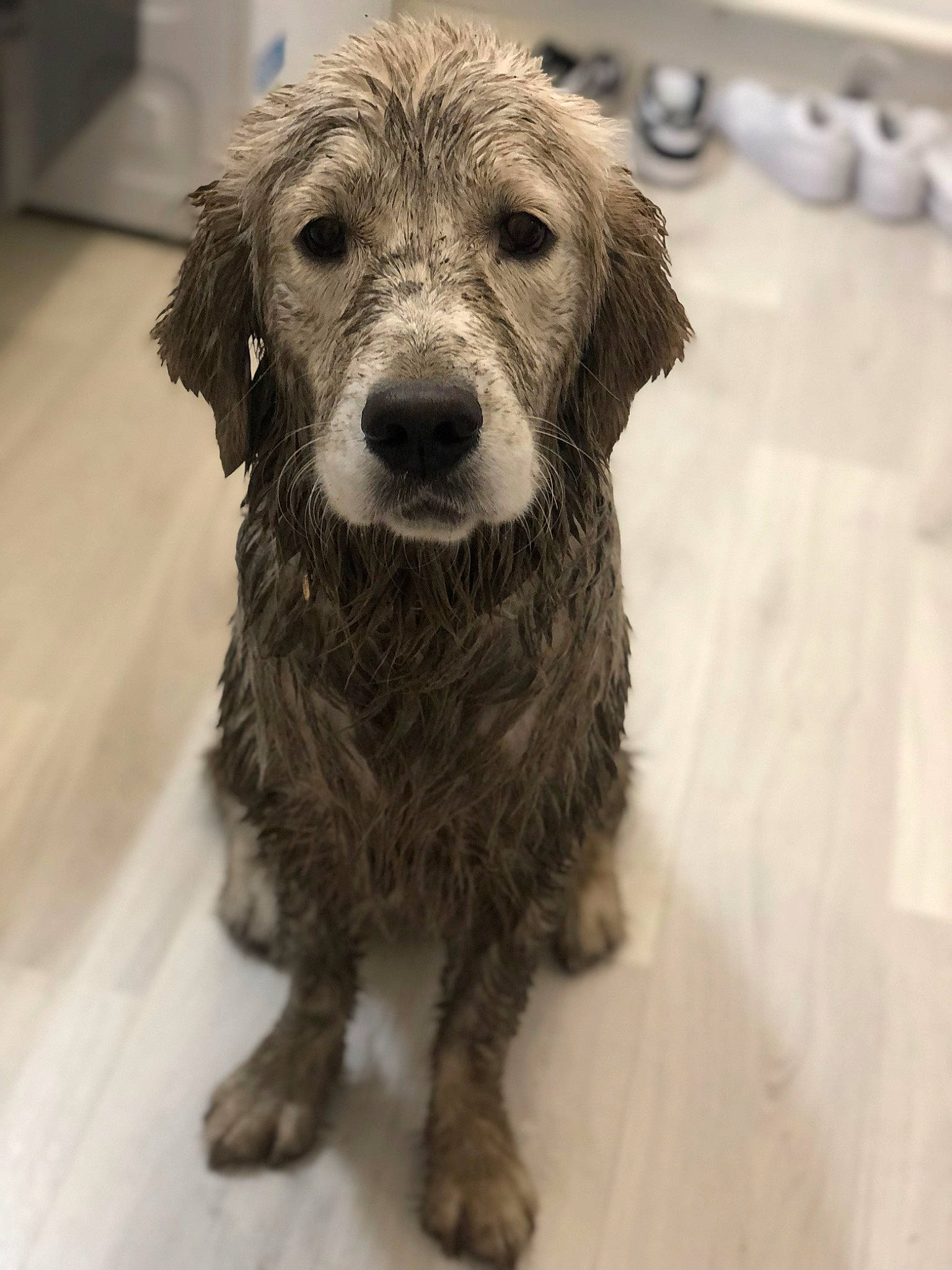 Una participe au concours pour gagner de l'argent avec cette photo : canidae, carnivore, companion_dog, dog, dog_breed, fur, liver, monochrome_photography, small_terrier, snout, sporting_group, terrestrial_animal, terrier, whiskers, working_animal