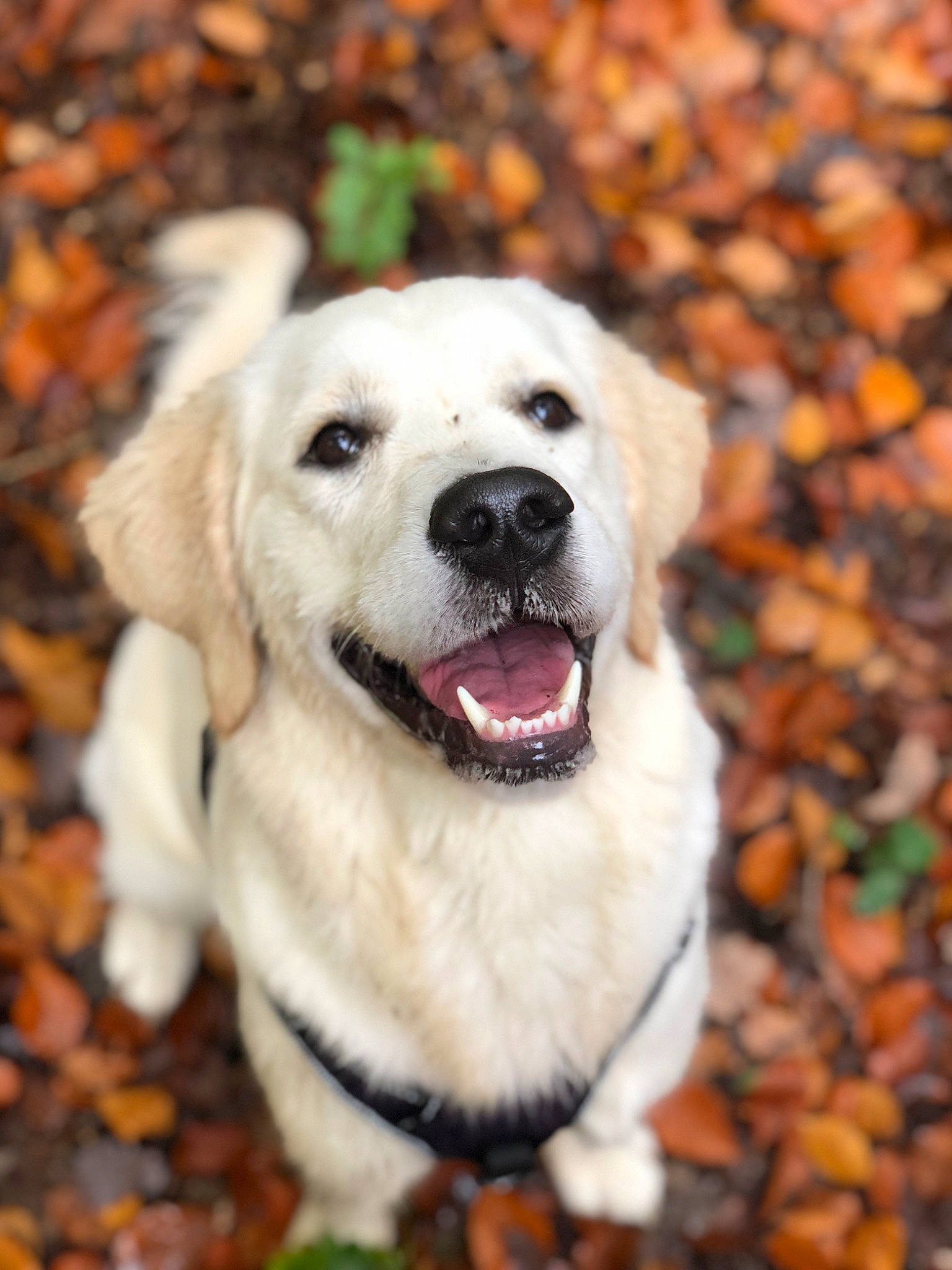 Una a rejoint le concours — aidez-le/la à gagner de superbes lots ! canidae, carnivore, collar, companion_dog, dog, dog_breed, dog_collar, dog_supply, eye, fawn, fur, grass, labrador_retriever, plant, puppy, snout, sporting_group, tree, whiskers, working_dog