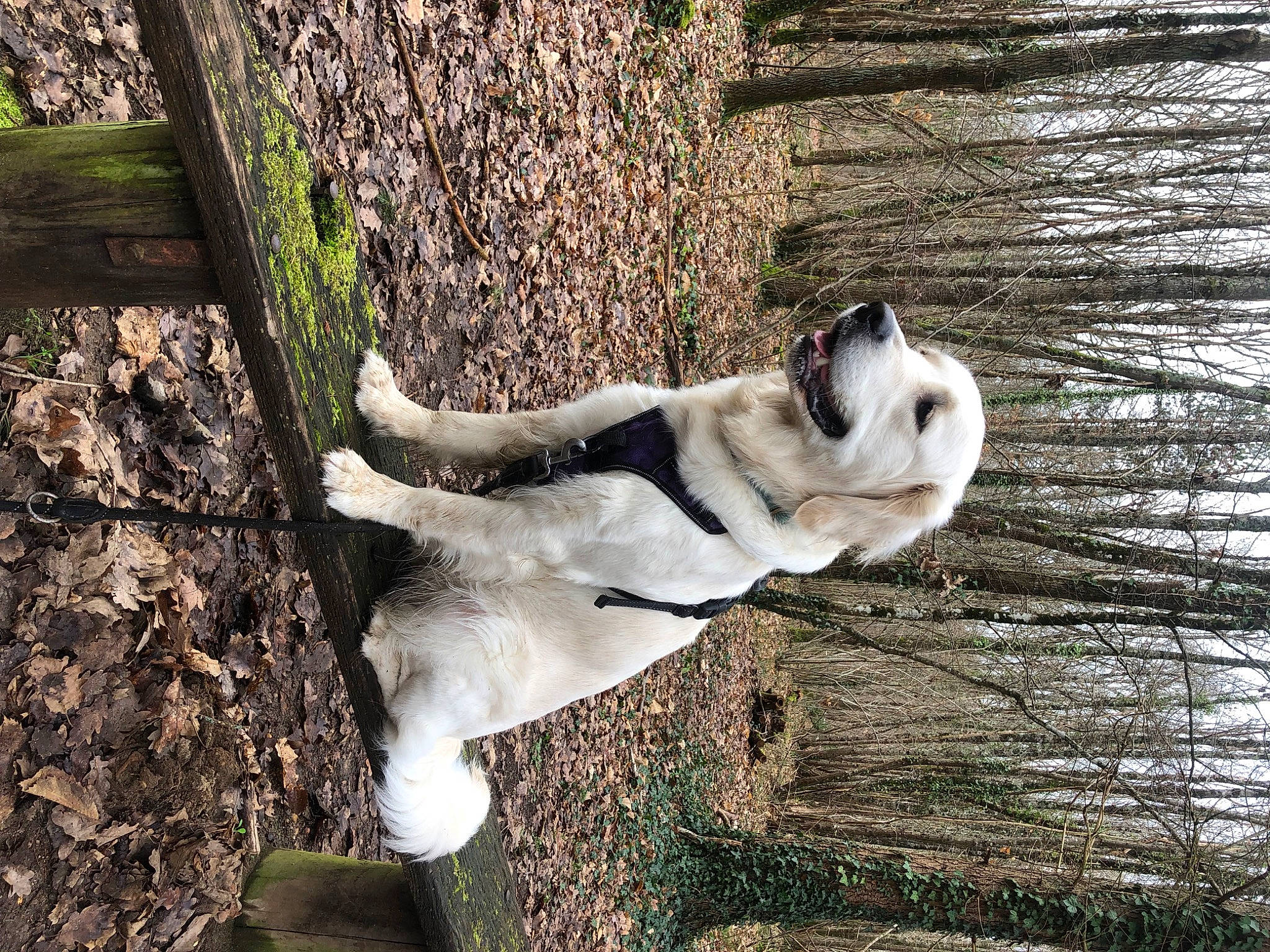 Una a rejoint le concours — aidez-le/la à gagner de superbes lots ! canidae, carnivore, companion_dog, dog, dog_breed, fawn, fur, grass, natural_material, plant, sporting_group, tail, terrestrial_animal, tree, trunk, twig, wildlife, wood, working_animal