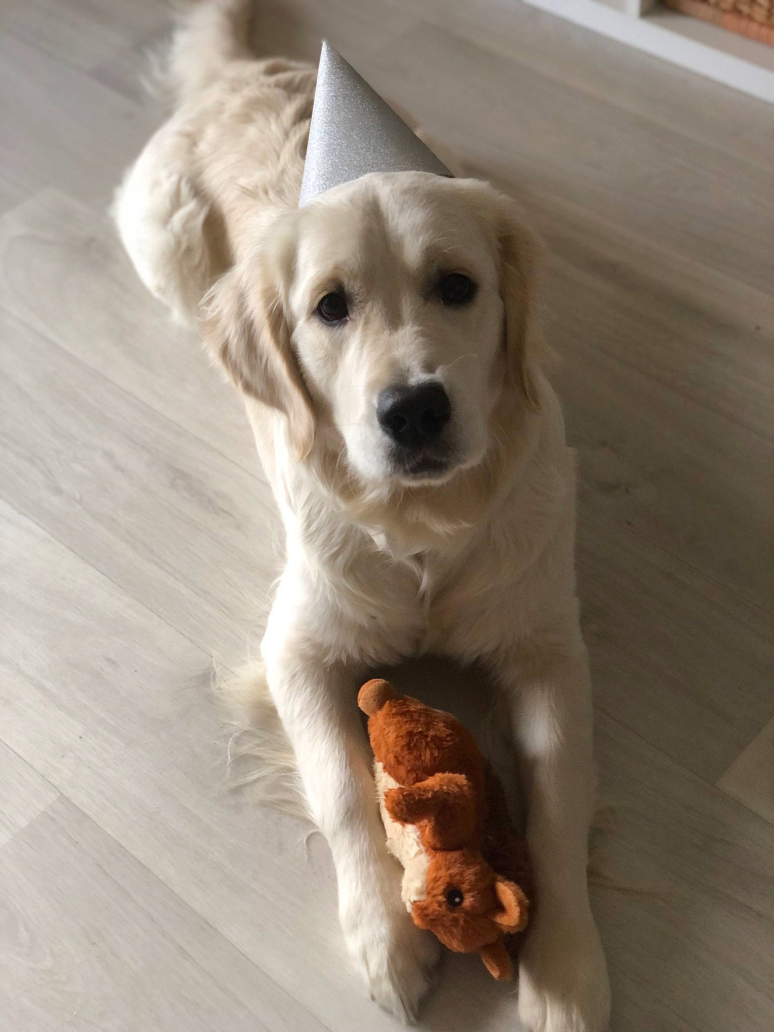 Una participe au concours pour gagner de l'argent avec cette photo : canidae, carnivore, companion_dog, dog, dog_breed, dog_supply, fawn, flooring, fur, hardwood, paw, pet_supply, snout, sporting_group, tail, varnish, whiskers, wood, wood_stain, working_animal