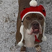 Baby is registered to the contest to win money with this photo: animal, brown_dog, canine, cold_weather, cute, dog, hat, knit_hat, looking_up, outdoor, paw_prints, pet, playful, portrait, red_hat, snow, white_chest, white_pom_pom, winter, winter_clothing