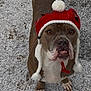 animal, brown_dog, canine, cold_weather, cute, dog, hat, knit_hat, looking_up, outdoor, paw_prints, pet, playful, portrait, red_hat, snow, white_chest, white_pom_pom, winter, winter_clothing