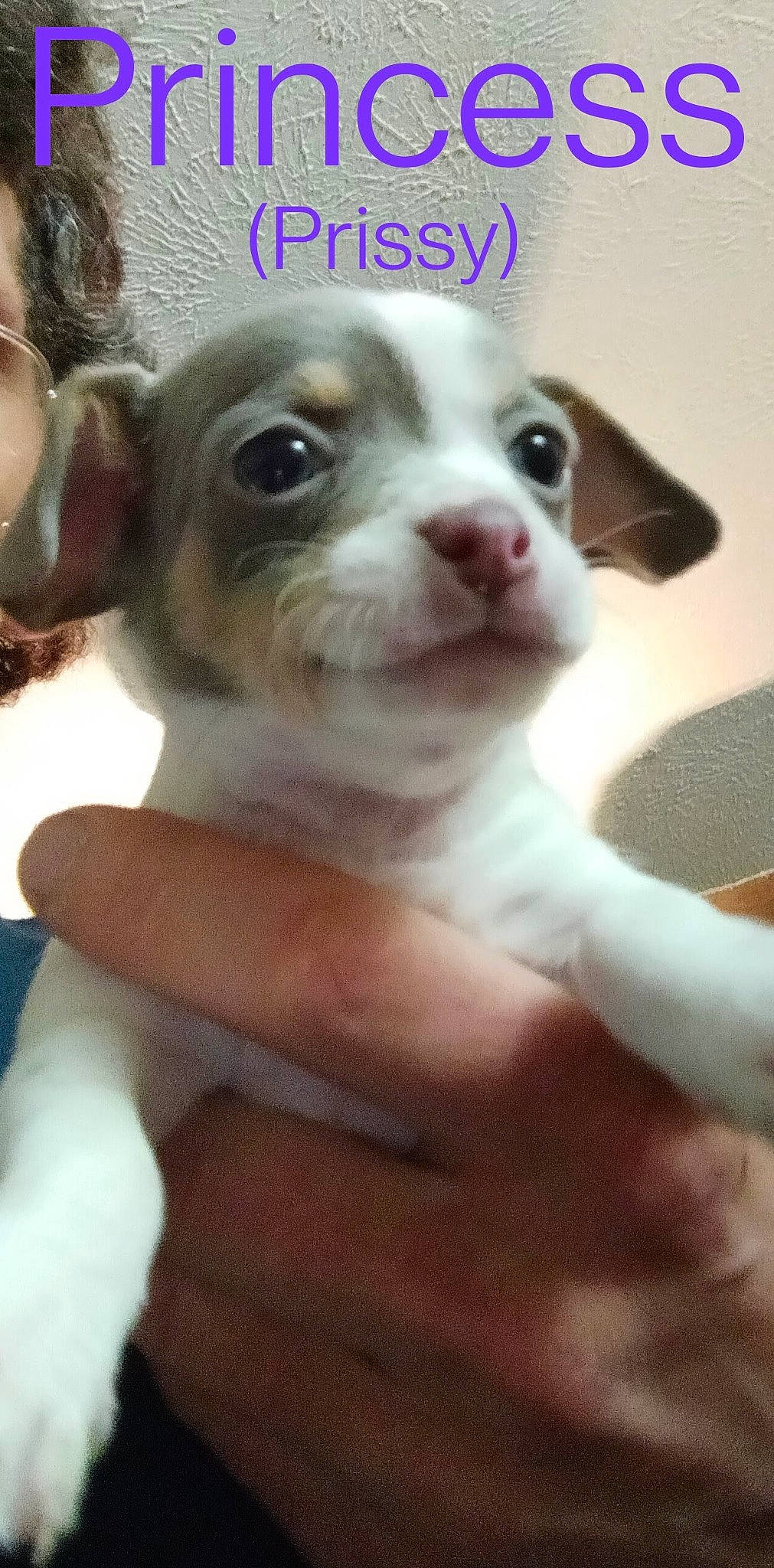 Princess Priscilla is registered to the contest to win money with this photo: ancient_dog_breeds, canidae, carnivore, chihuahua, companion_dog, dog, dog_breed, ear, eyelash, fur, non_sporting_group, paw, photo_caption, puppy, puppy_love, sporting_group, terrestrial_animal, toy_dog, whiskers, working_animal