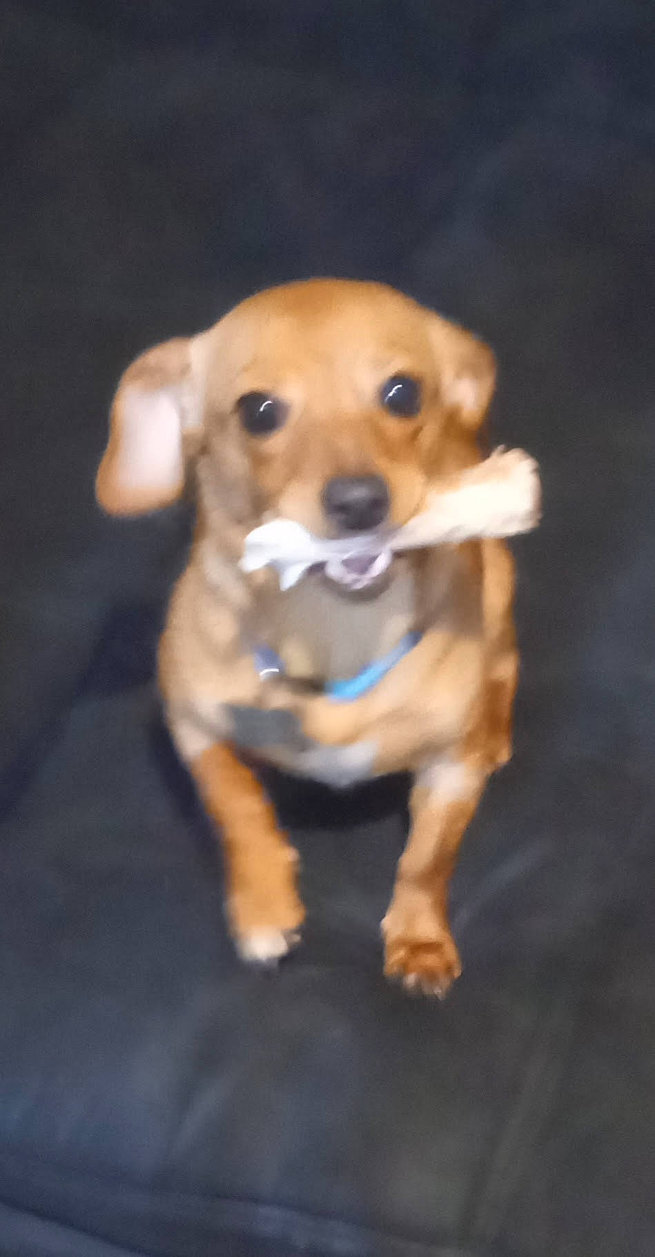 Roxy is registered to the contest to win money with this photo: ancient_dog_breeds, canidae, carnivore, companion_dog, dog, dog_breed, fawn, fur, hound, hunting_dog, paw, puppy, snout, sporting_group, tail, terrestrial_animal, whiskers, wood, working_animal