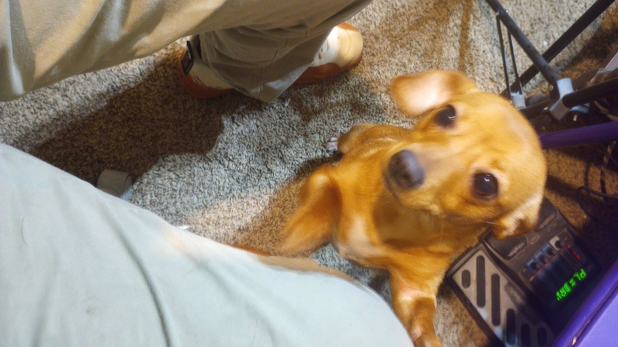 Roxy is registered to the contest to win money with this photo: canidae, carnivore, collar, comfort, companion_dog, dog, dog_breed, dog_supply, ear, fawn, fur, liver, metal, pet_supply, snout, sporting_group, toy, toy_dog, whiskers, working_animal