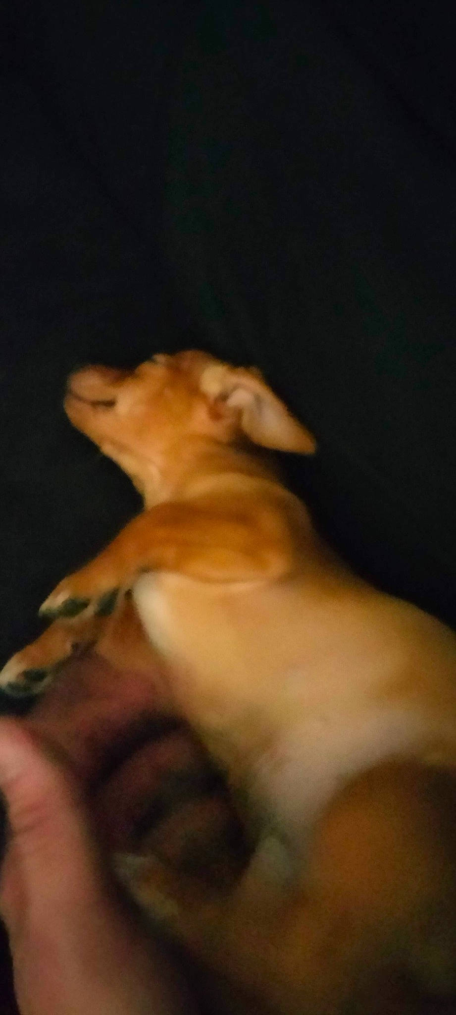 Roxy joined the competition — help win amazing prizes! canidae, carnivore, companion_dog, darkness, dog, dog_breed, fawn, guard_dog, non_sporting_group, paw, puppy, sporting_group, tail, terrestrial_animal, toy_dog, whiskers, wood, working_animal