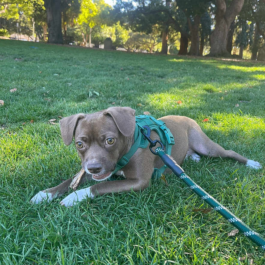 Nugget joined the competition — help win amazing prizes! animal, brown_dog, canine, chewing, cute, daytime, dog, grass, greenery, harness, leash, nature, outdoor, park, pet, playful, resting, sunlight, tree, young_dog