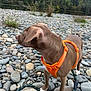 dog, brown_dog, orange_harness, rocks, riverbank, outdoor, nature, leash, pet, canine, side_view, curious, walking, daytime, grass, trees, water, animal, fur, paw