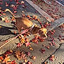 Nugget joined the competition — help win amazing prizes! dog, leash, sidewalk, autumn_leaves, fall, outdoor, sunlight, shadow, brown_dog, pet, nature, street, curb, walking, canine, daylight, seasonal, leaves, pavement, exploration