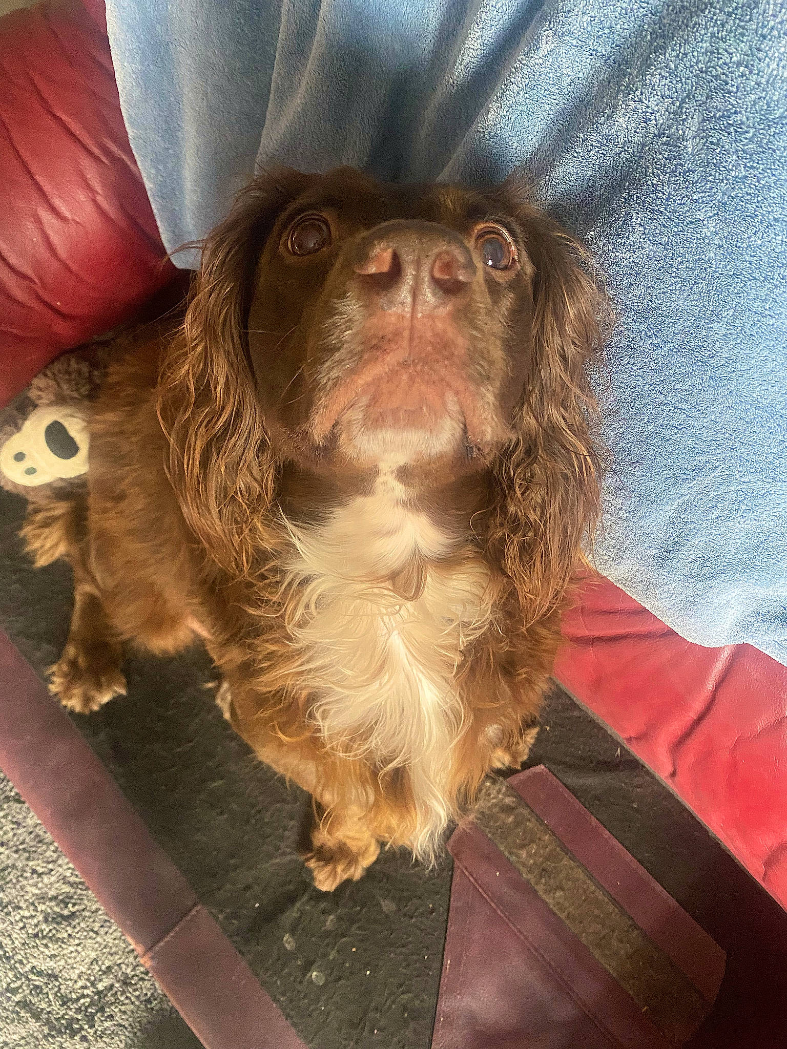 Cadbury joined the competition — help win amazing prizes! beard, canidae, carnivore, companion_dog, dog, dog_breed, dog_supply, facial_hair, fawn, fur, hat, liver, snout, spaniel, sporting_group, terrier, toy_dog, whiskers, working_animal, wrinkle