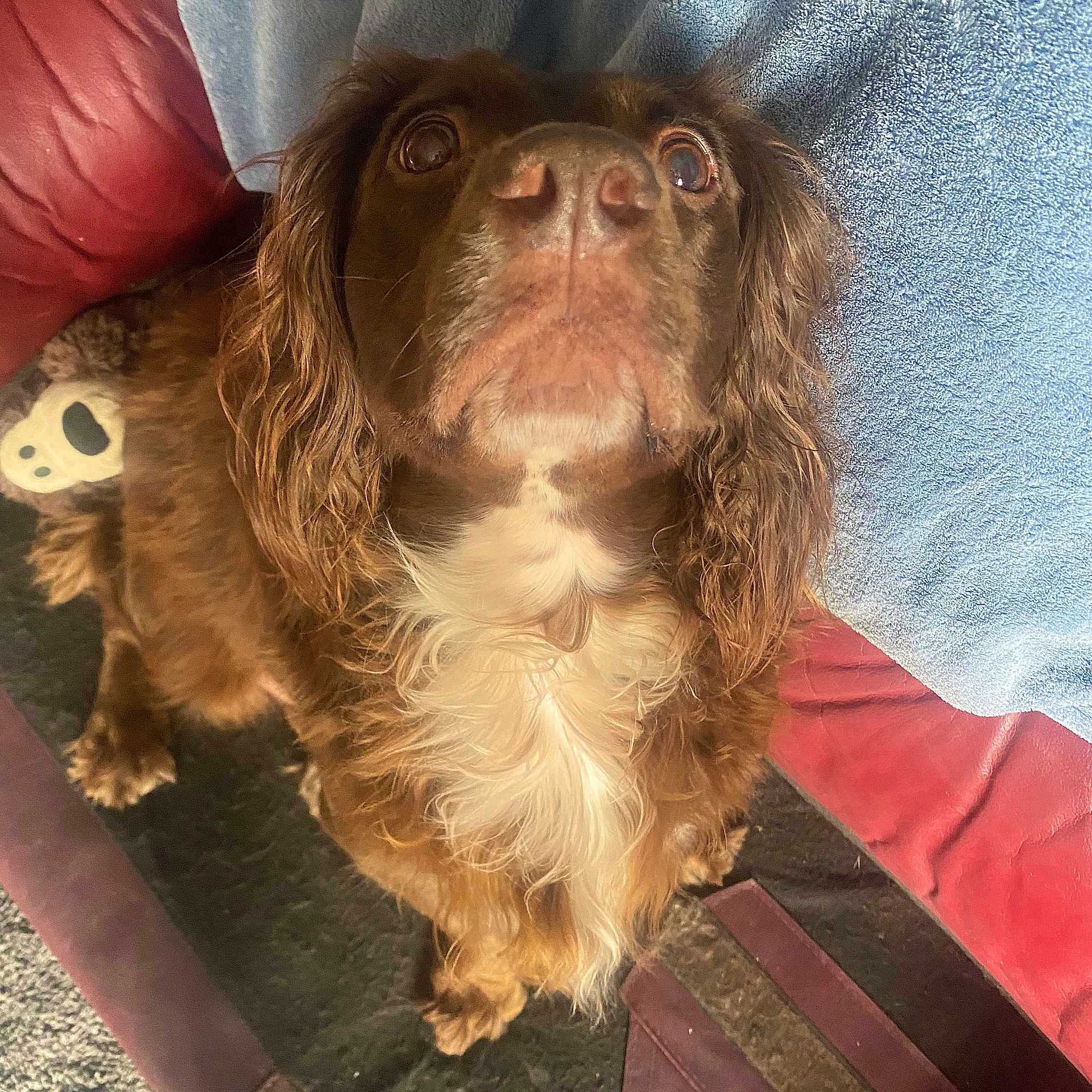 Cadbury