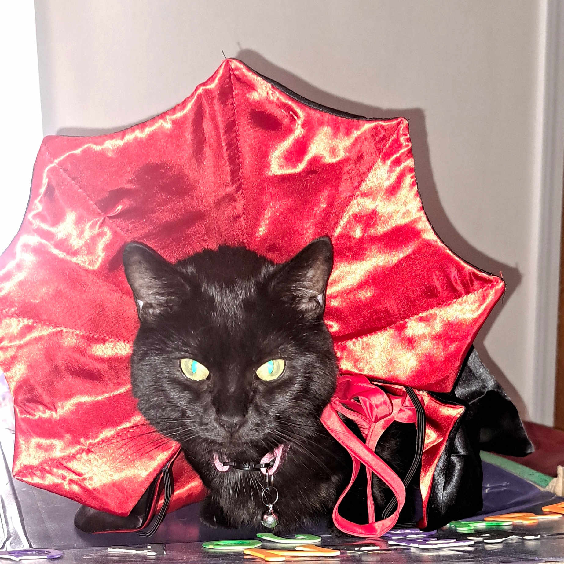 Chainsaw is registered to the contest to win money with this photo: animal, black_cat, cat, closeup, collar_bell, costume, domestic_cat, fabric, feline, green_eyes, indoor, looking_at_camera, pet, plastic_pieces, portrait, red_collar, ribbon, shiny_texture, sitting, table