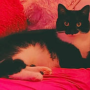 Shady Lady joined the competition — help win amazing prizes! cat, tuxedo_cat, black_and_white, pet, feline, indoor, couch, pink, fluffy, cushion, relaxed, laying, fur, whiskers, paws, eyes, domestic_animal, cozy, comfortable, home