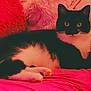 cat, tuxedo_cat, black_and_white, pet, feline, indoor, couch, pink, fluffy, cushion, relaxed, laying, fur, whiskers, paws, eyes, domestic_animal, cozy, comfortable, home