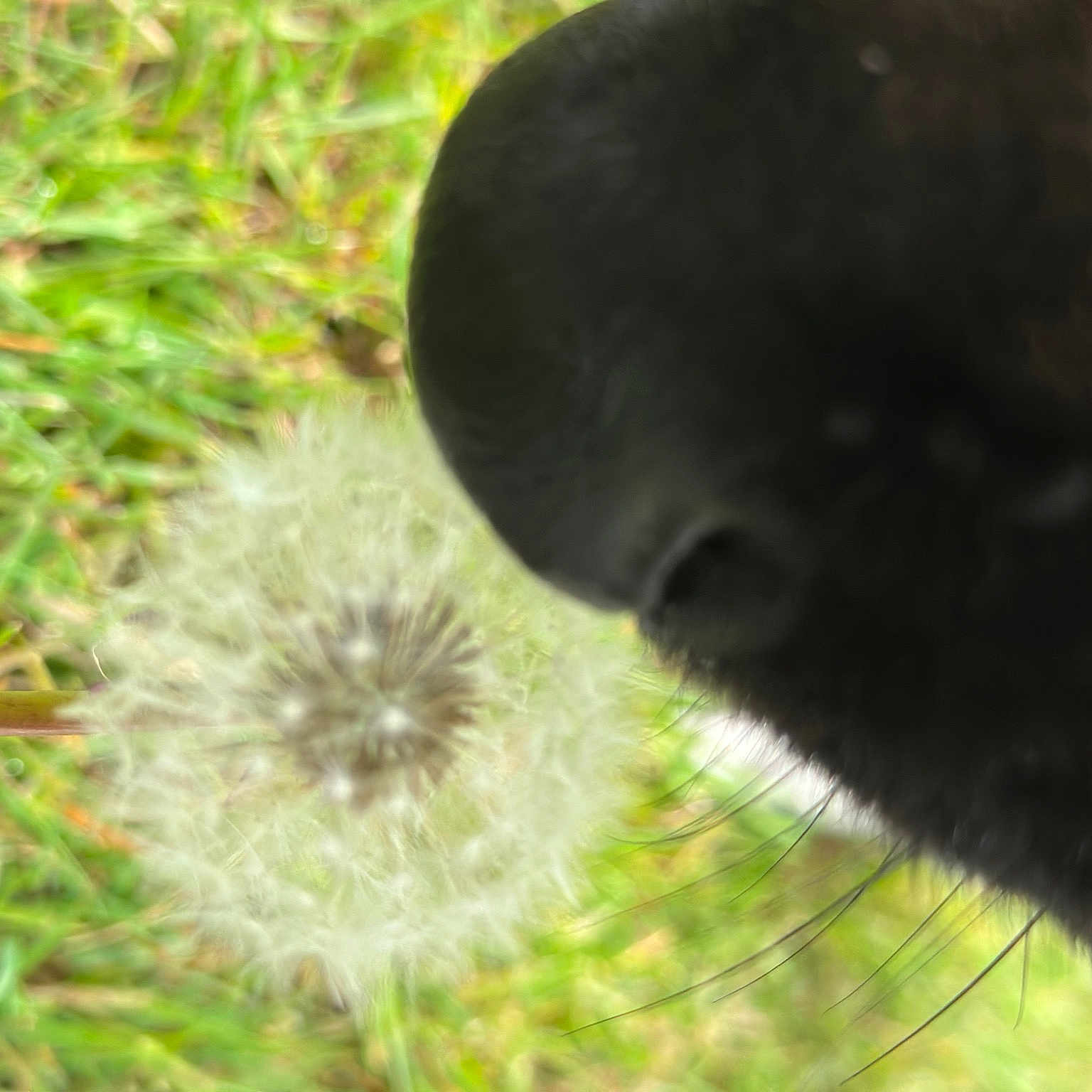 Koco joined the competition — help win amazing prizes! annual_plant, flower, flowering_plant, fur, grass, herbaceous_plant, perennial_plant, petal, plant, terrestrial_animal, terrestrial_plant, wildlife, working_animal