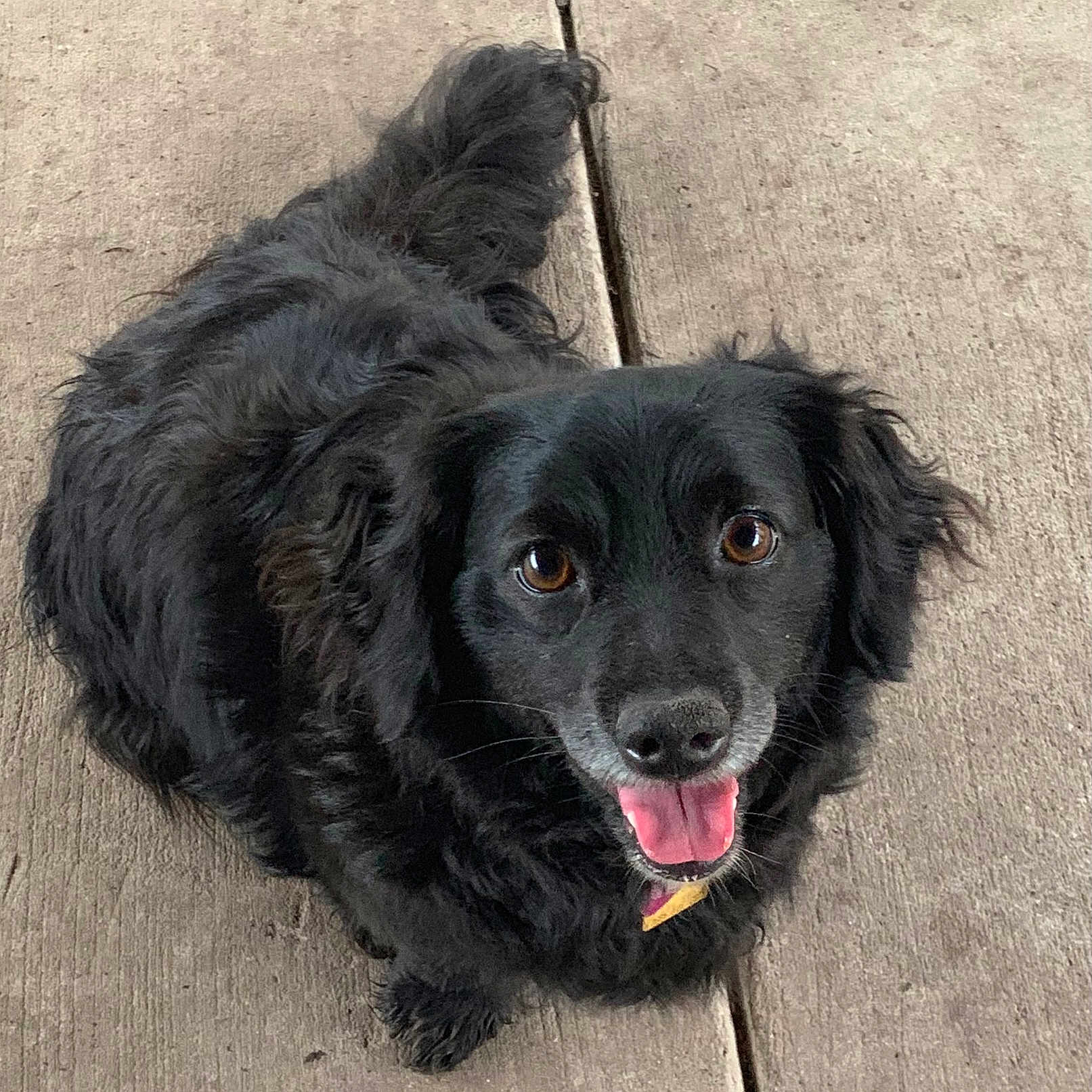 Burbuja is registered to the contest to win money with this photo: animal, bodypart, canine, cockerspaniel, dog, dogbed, hardwood, hound, labradorretriever, mouth, papillon, person, pet, poodle, puppy, slate, snout, tongue, wood