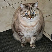 Pouki participe au concours pour gagner de l'argent avec cette photo : cat, tabby, blue_eyes, pet, animal, feline, sitting, indoor, floor, tile, mat, fur, cute, round, domestic_animal, whiskers, ears, front_paws, looking, calm