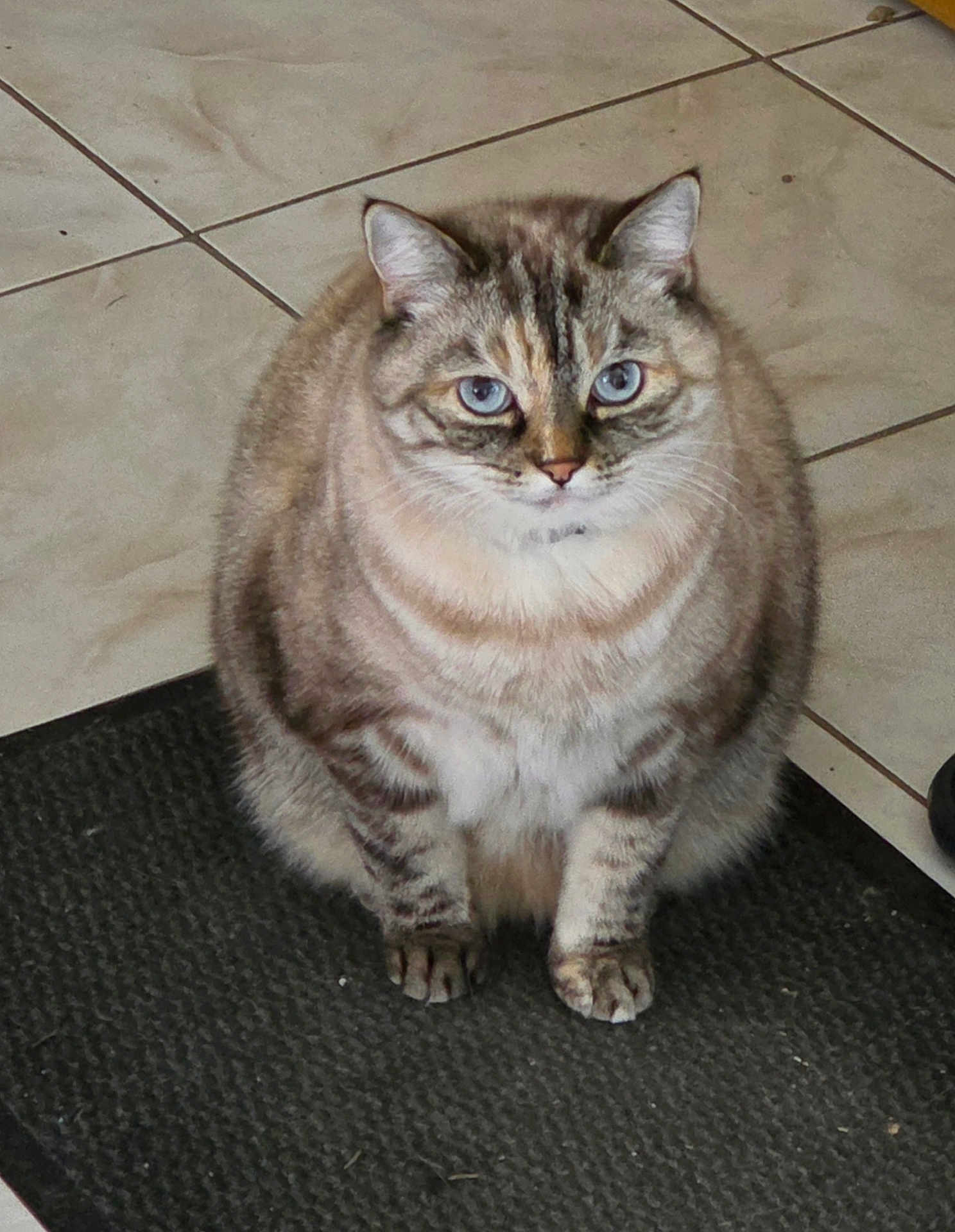 Pouki participe au concours pour gagner de l'argent avec cette photo : cat, tabby, blue_eyes, pet, animal, feline, sitting, indoor, floor, tile, mat, fur, cute, round, domestic_animal, whiskers, ears, front_paws, looking, calm