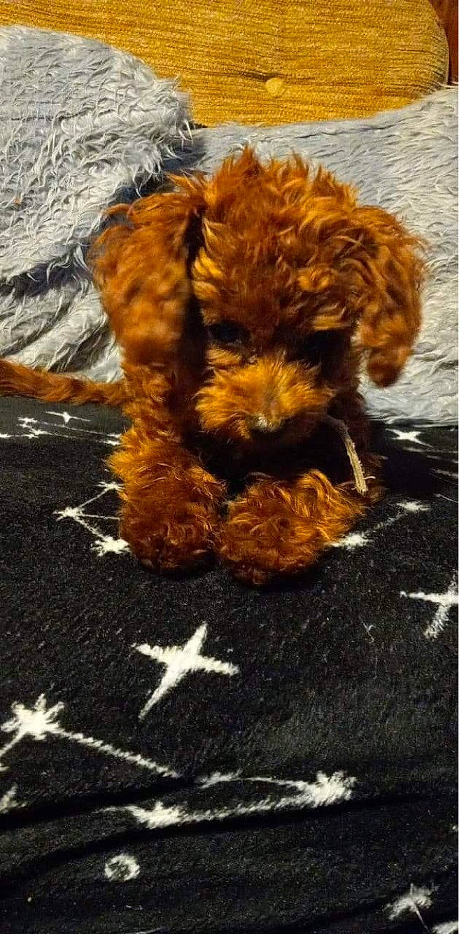 Reni is registered to the contest to win money with this photo: asphalt, brown, canidae, carnivore, companion_dog, dog, dog_breed, fur, liver, rectangle, road_surface, snout, soil, sporting_group, terrier, toy, toy_dog, water_dog, wood, working_animal