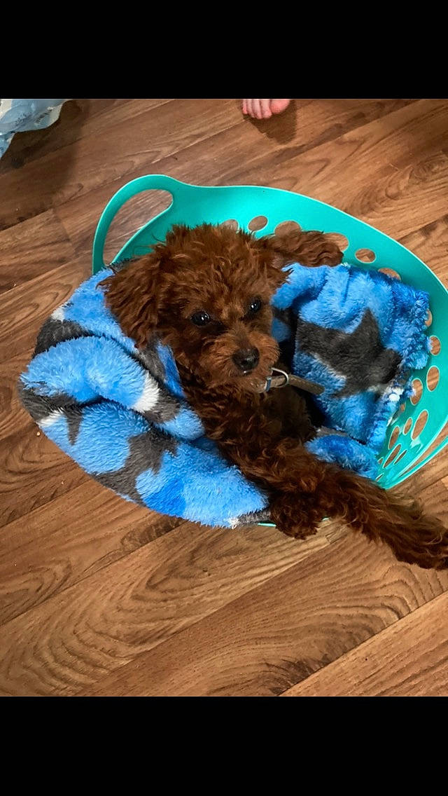 Reni is registered to the contest to win money with this photo: brown, canidae, carnivore, companion_dog, dog, dog_breed, dog_supply, fashion_accessory, fawn, fur, liver, pet_supply, sleeve, snout, sporting_group, terrier, toy_dog, water_dog, wood, working_animal