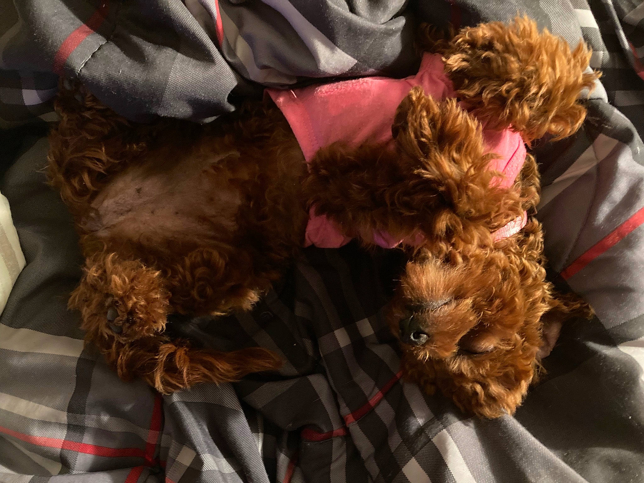 Reni joined the competition — help win amazing prizes! animal_product, canidae, carnivore, comfort, companion_dog, dog, dog_breed, fashion_accessory, feather, fur, liver, natural_material, sporting_group, textile