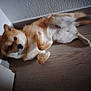 Vaïko participe au concours pour gagner de l'argent avec cette photo : animal, blurry, canine, corner, curious, cute, dog, domestic, floor, fur, indoor, light, lying_down, mammal, pet, relaxed, shadow, soft, wall, wooden_floor