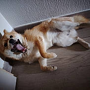 Vaïko participe au concours pour gagner de l'argent avec cette photo : animal, canine, corner, dog, ears, floor, fur, happy, indoor, light, lying_down, mouth_open, pet, playful, shadow, smile, texture, tongue, wall, wooden_floor
