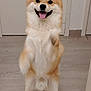 Vaïko a rejoint le concours — aidez-le/la à gagner de superbes lots ! animal, canine, cute, dog, domestic, door, ears, floor, friendly, fur, happy, indoor, paws, pet, playful, shiba_inu, smiling, standing, tail, tongue_out