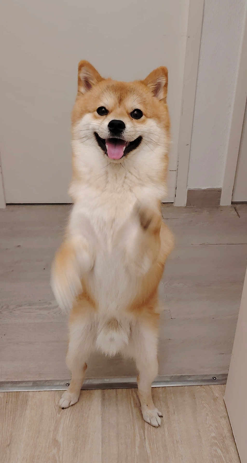 Vaïko