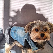 Walter joined the competition — help win amazing prizes! dog, denim_jacket, small_dog, indoor, quilted_surface, shadow, curious, pet, furry, brown_and_black, home_interior, lamp, wooden_door, picture_frame, couch, furniture, cozy, portrait, standing, animal